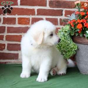 Skip, Great Pyrenees Puppy